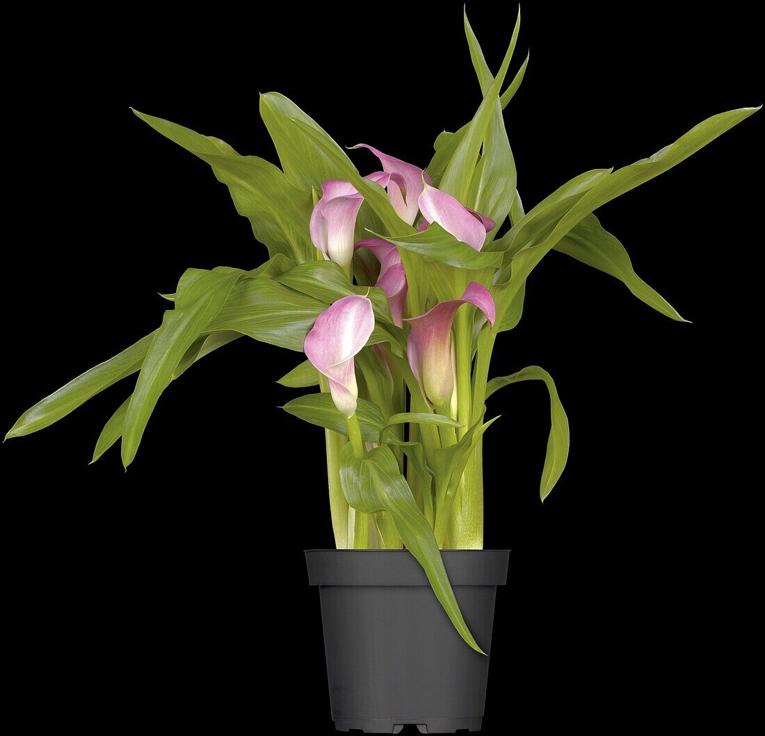 Zantedeschia aethiopica, pink-white