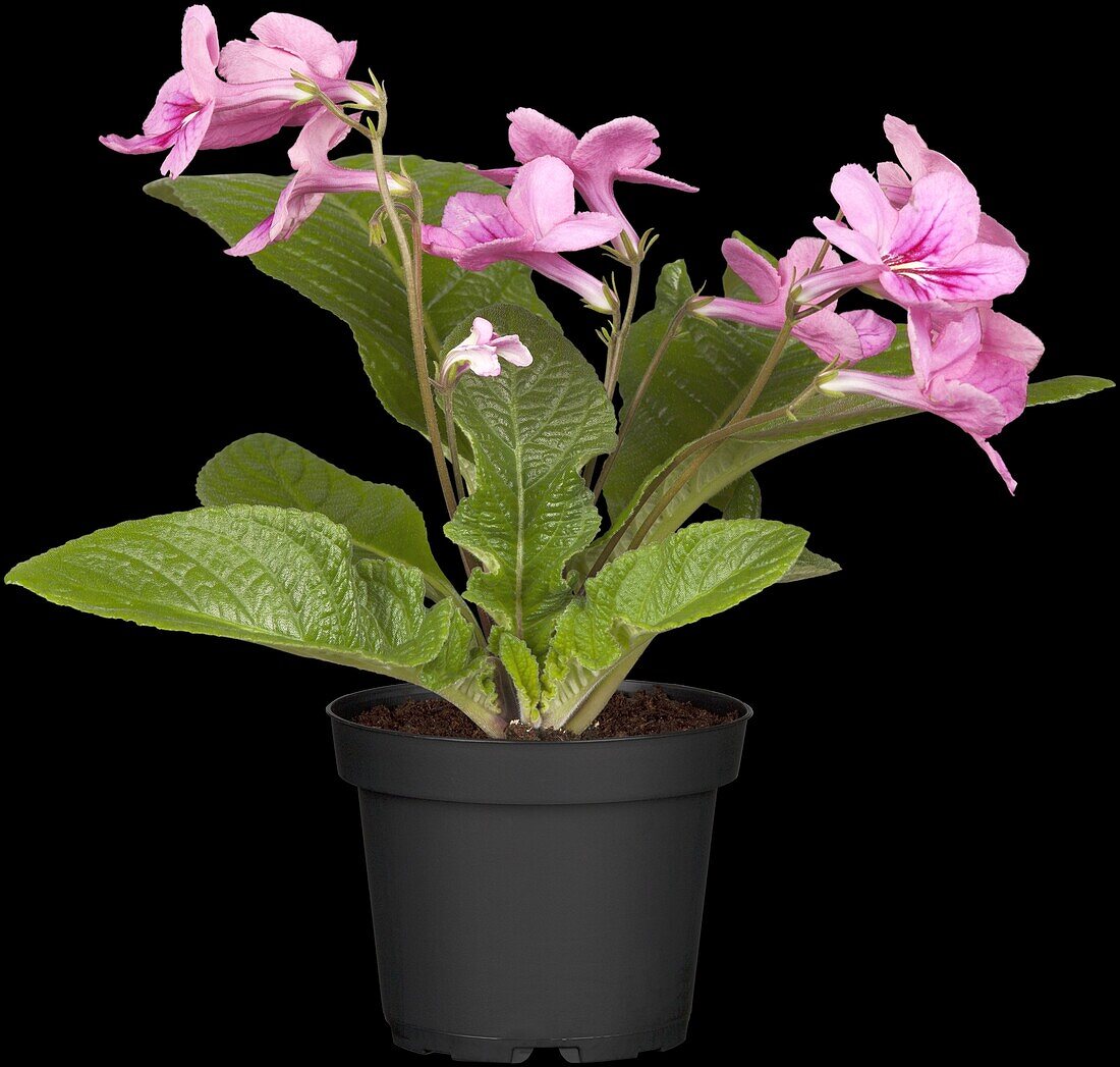 Streptocarpus