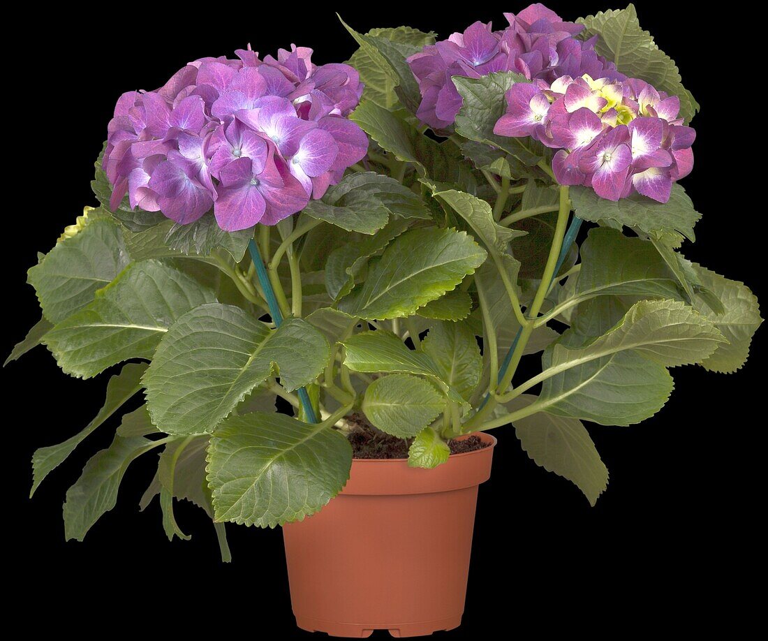 Hydrangea macrophylla, purple