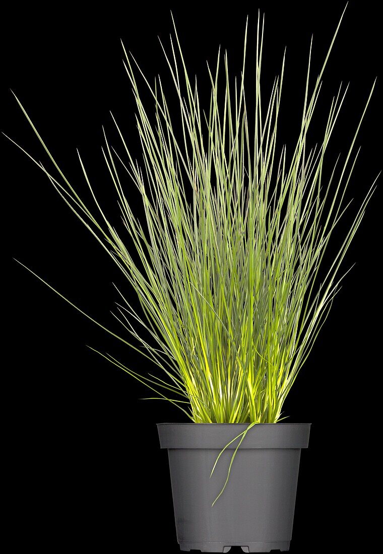 Juncus inflexus 'Pencil Gras'