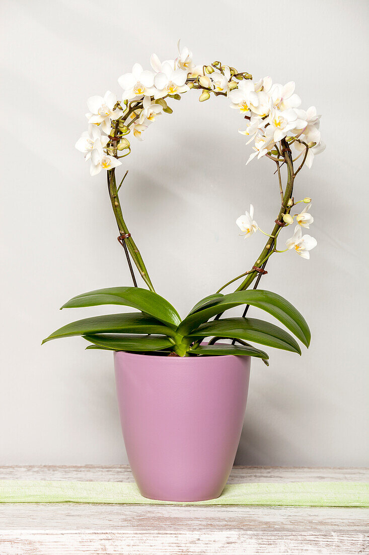 Phalaenopsis, white