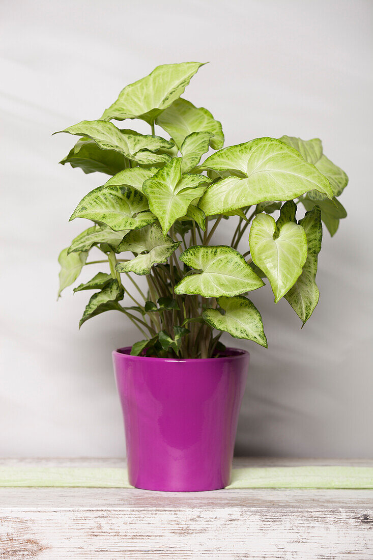 Syngonium podophyllum