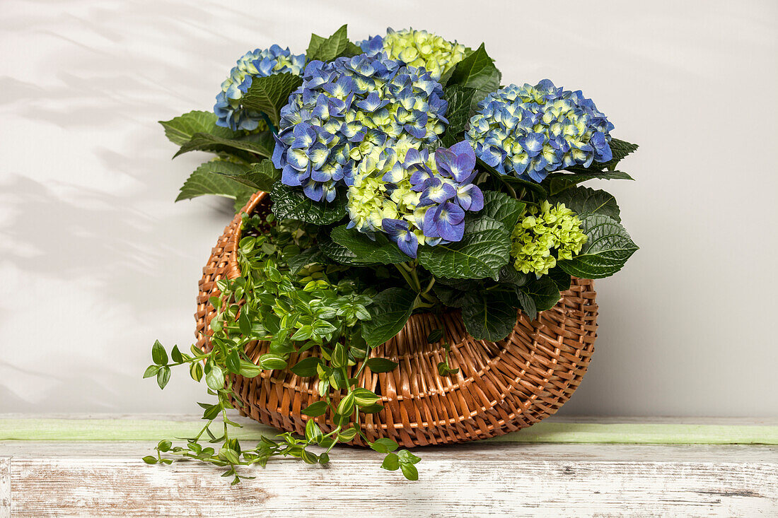 Hydrangea macrophylla, blau