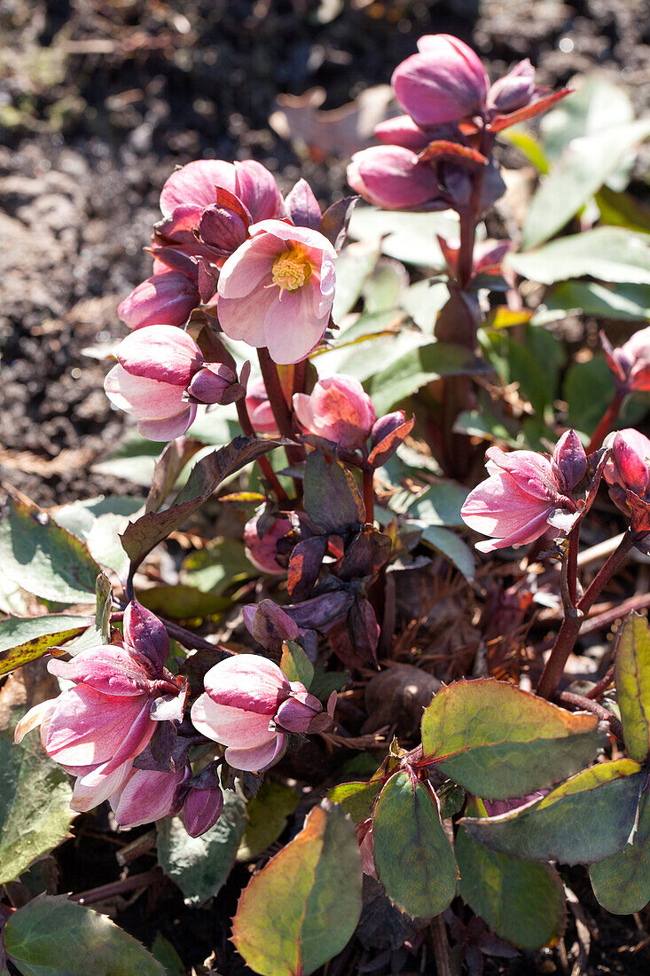 Helleborus x ericsmithii 'HGC Pink Frost'®