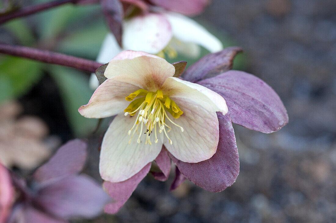 Helleborus x nigercors 'Emma'®