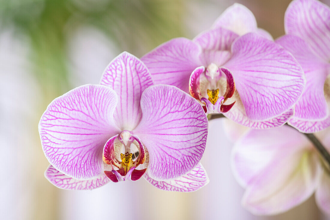 Phalaenopsis