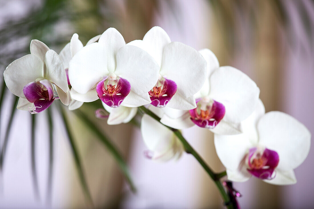 Phalaenopsis