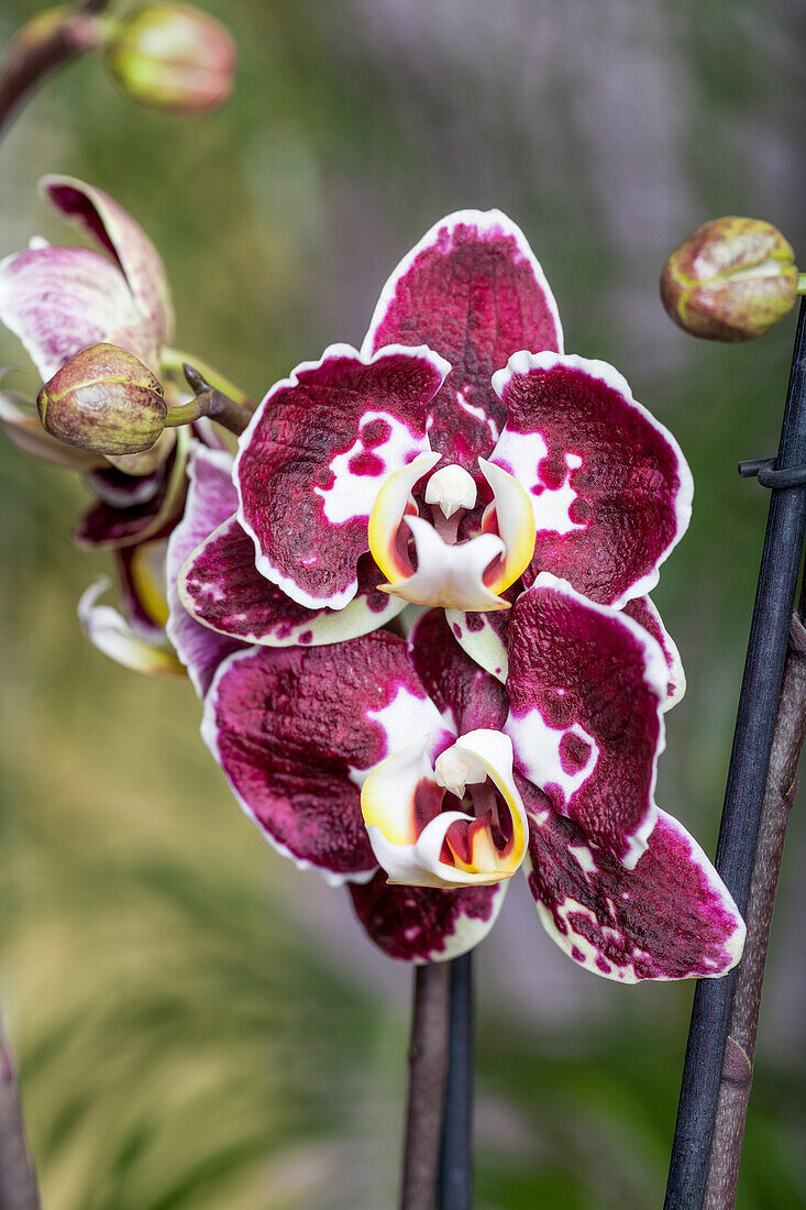 Phalaenopsis