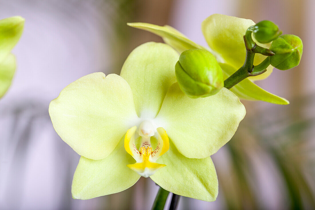 Phalaenopsis