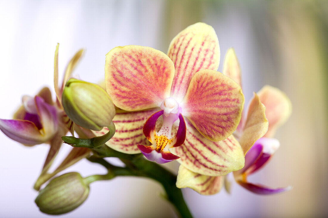 Phalaenopsis