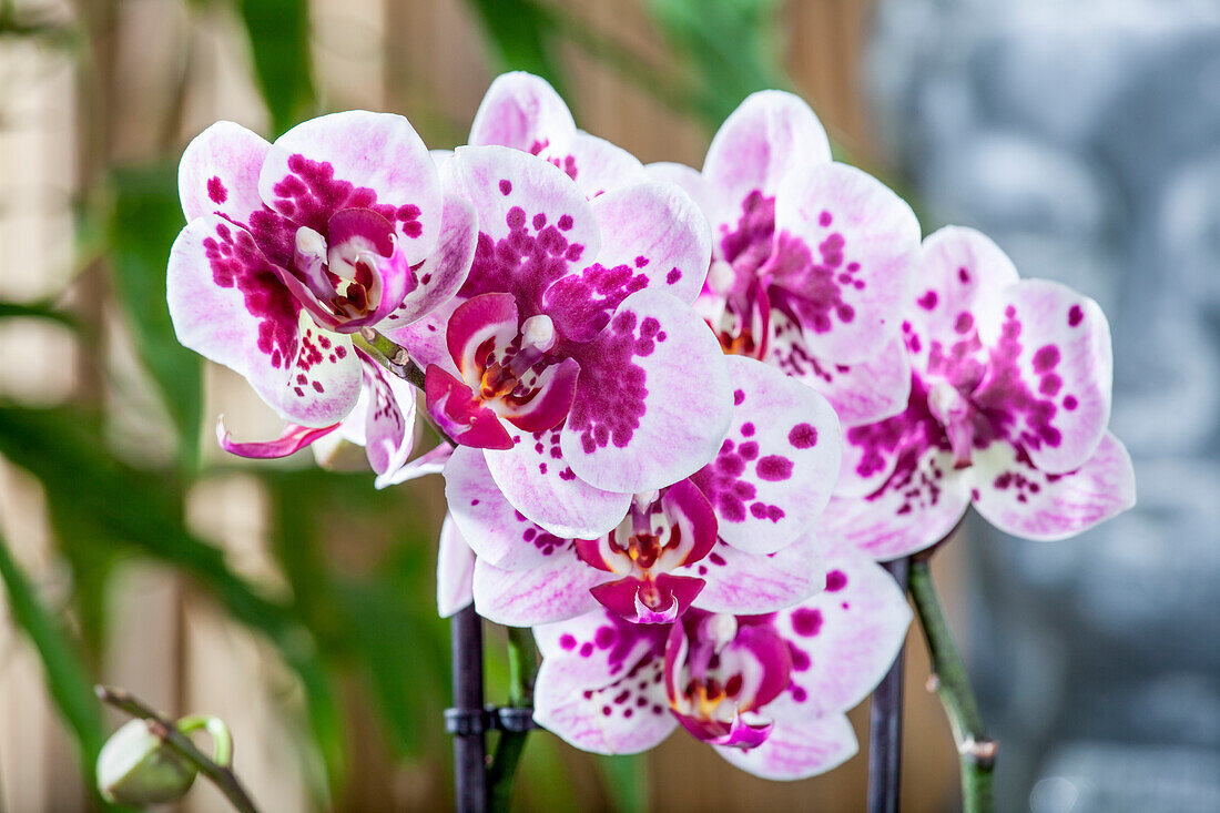 Phalaenopsis