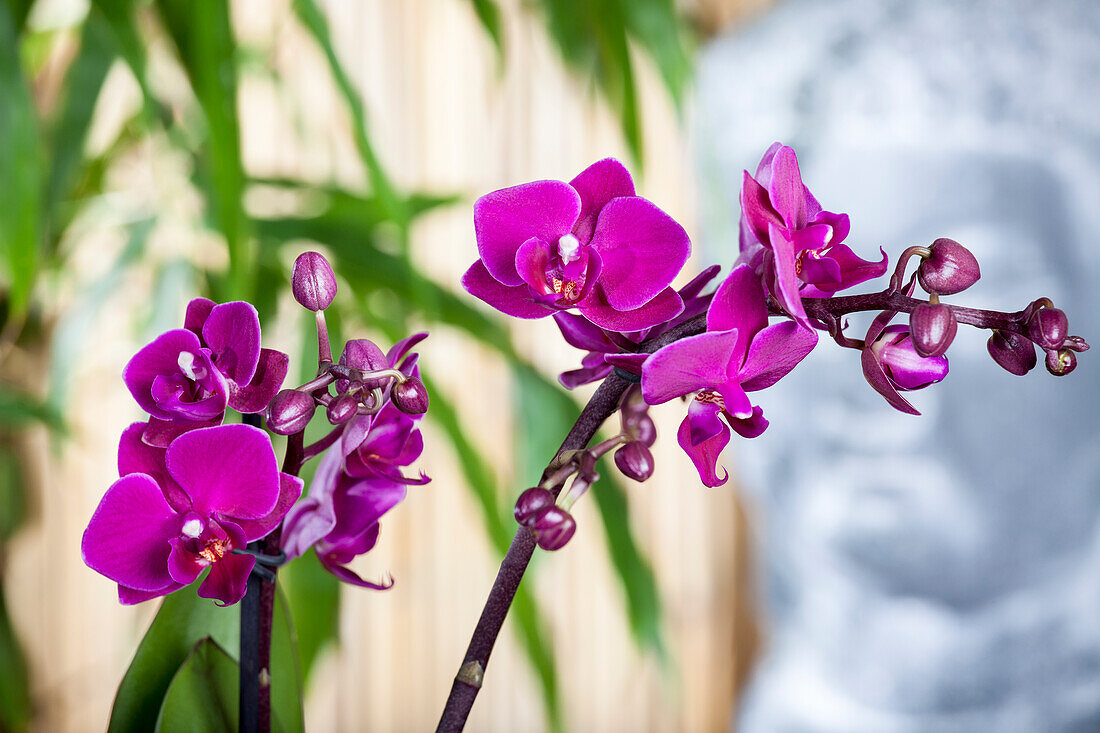 Phalaenopsis