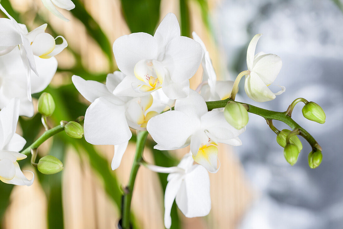 Phalaenopsis