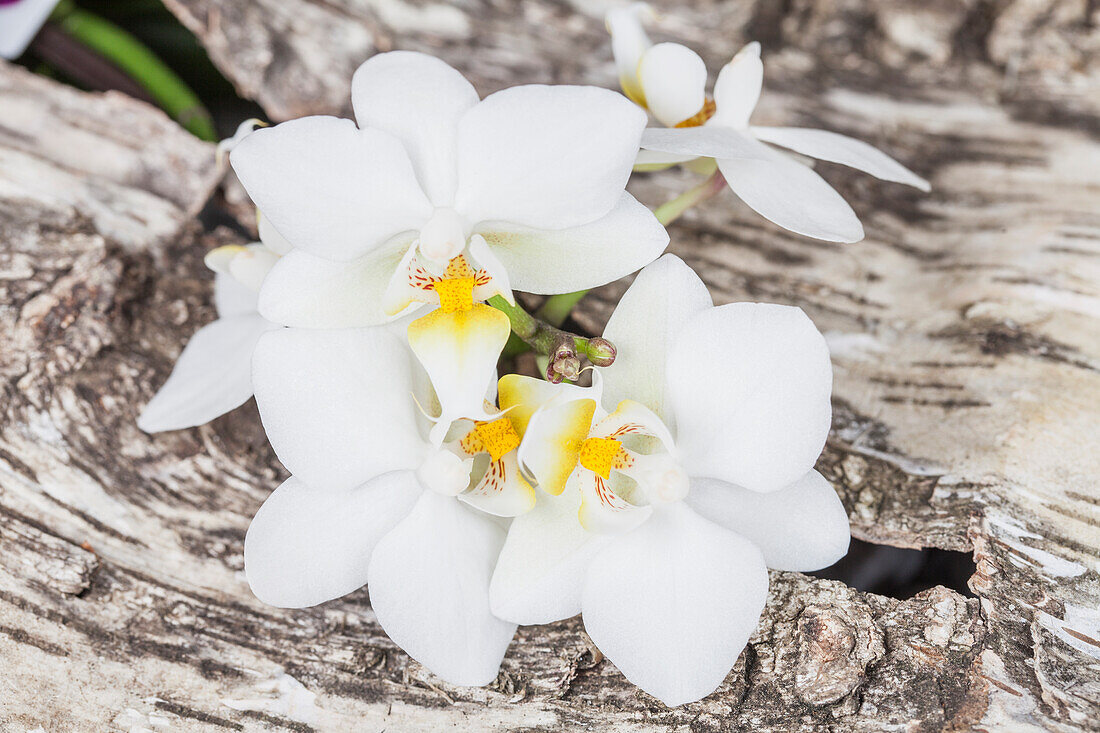 Phalaenopsis