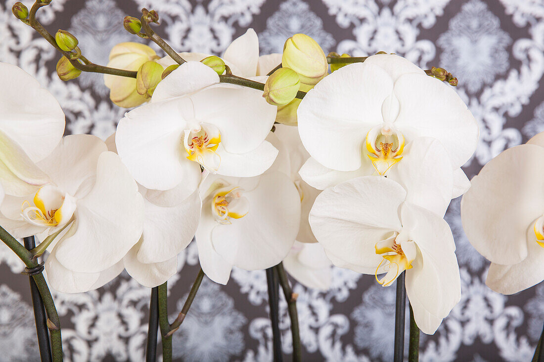 Phalaenopsis, white