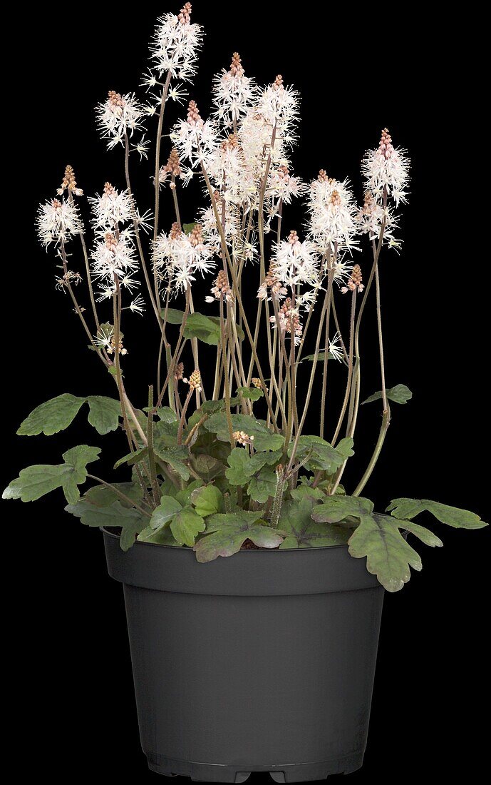 Tiarella laciniata Spring Symphony