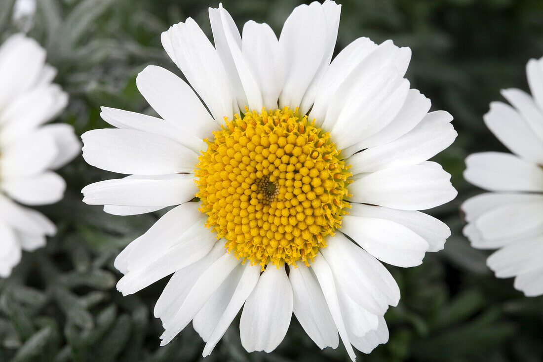 Leucanthemum hosmariense 'Flirt'