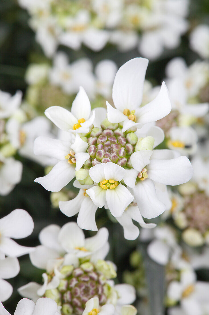 Iberis sempervirens