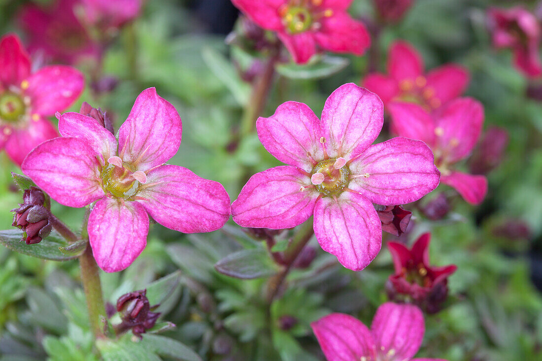 Saxifraga x arendsii