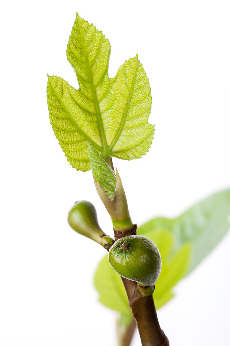 Ficus carica