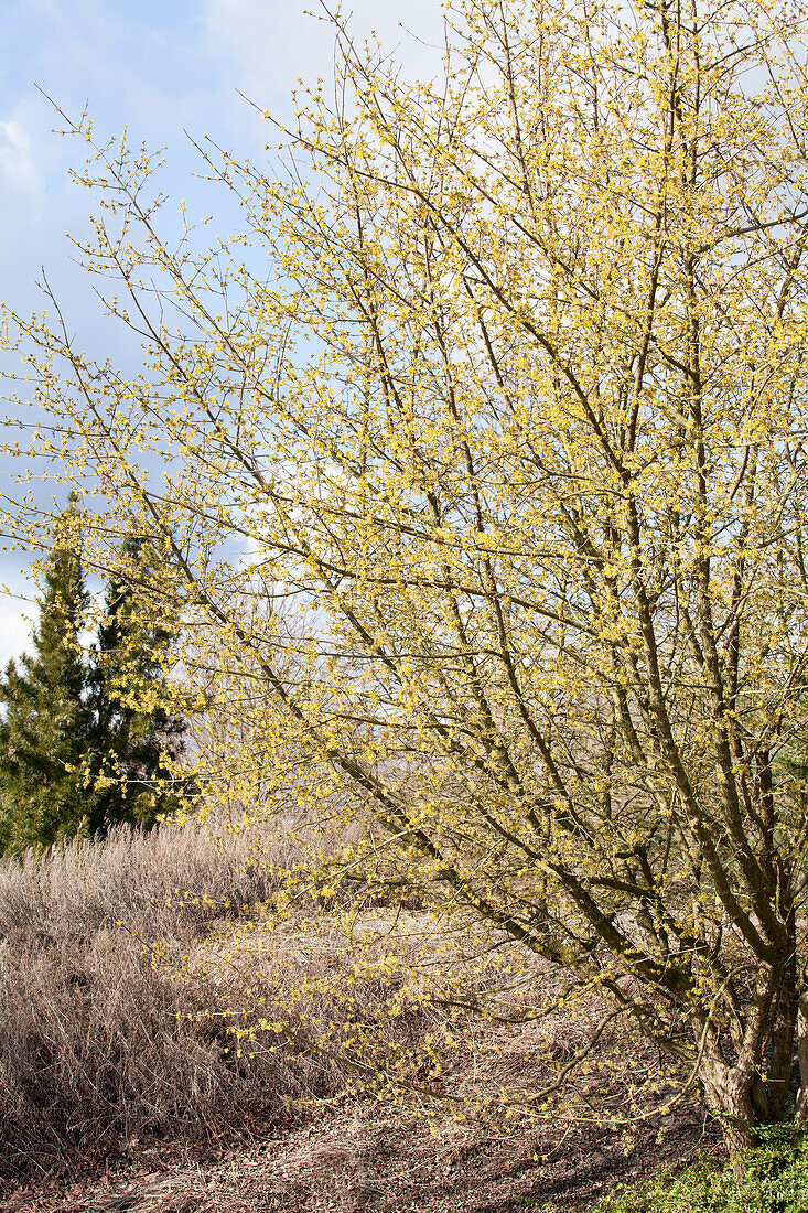 Cornus mas