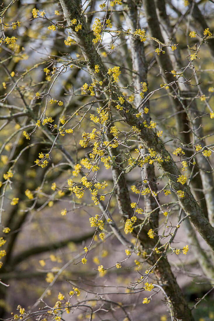 Cornus mas