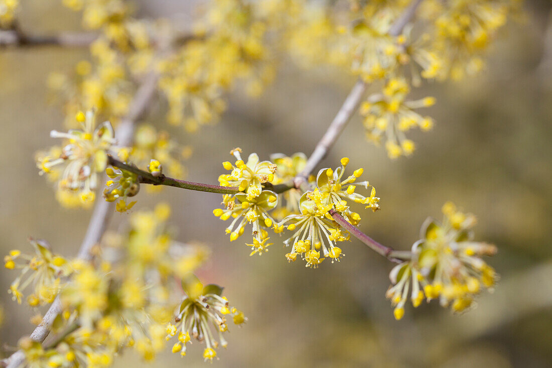 Cornus mas