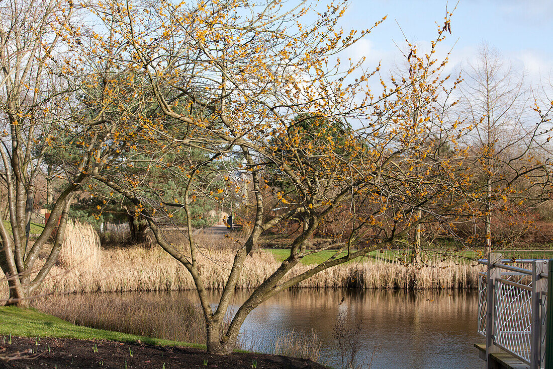 Hamamelis mollis 'Brevipetala'