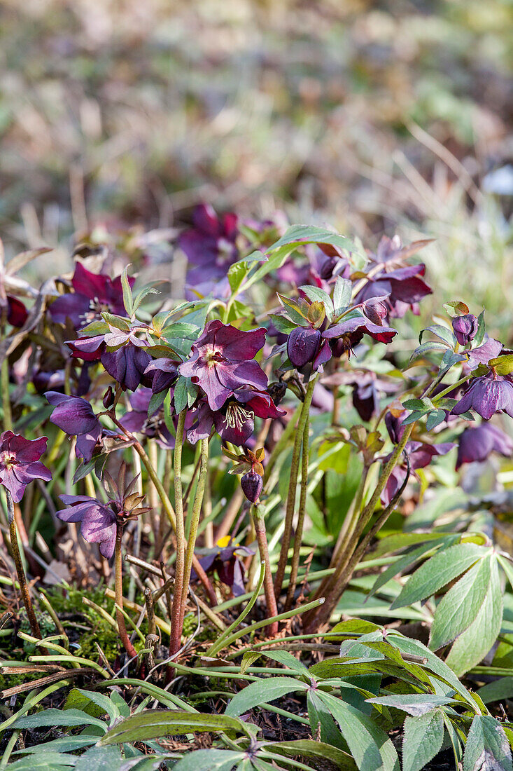 Helleborus orientalis 'HGC Merlin