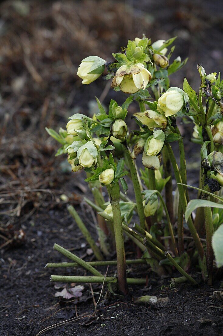 Helleborus 'Spring Promise Sally