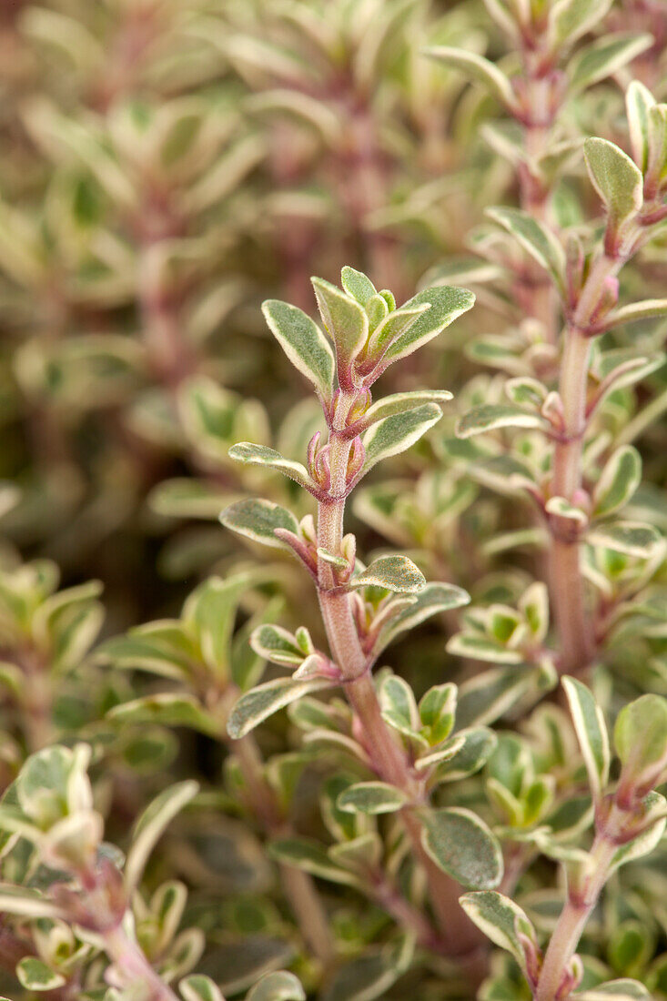 Thymus x citriodorus