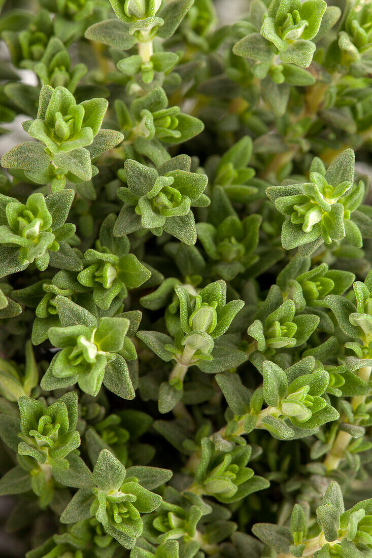 Thymus vulgaris 'Faustini'