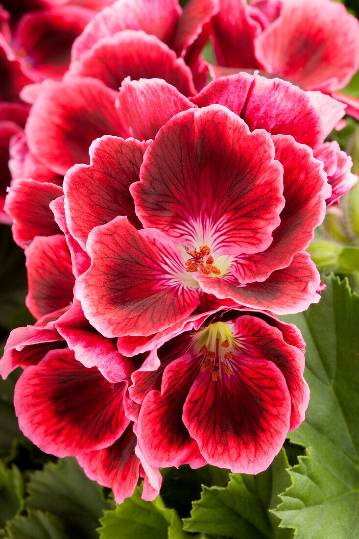 Pelargonium grandiflorum