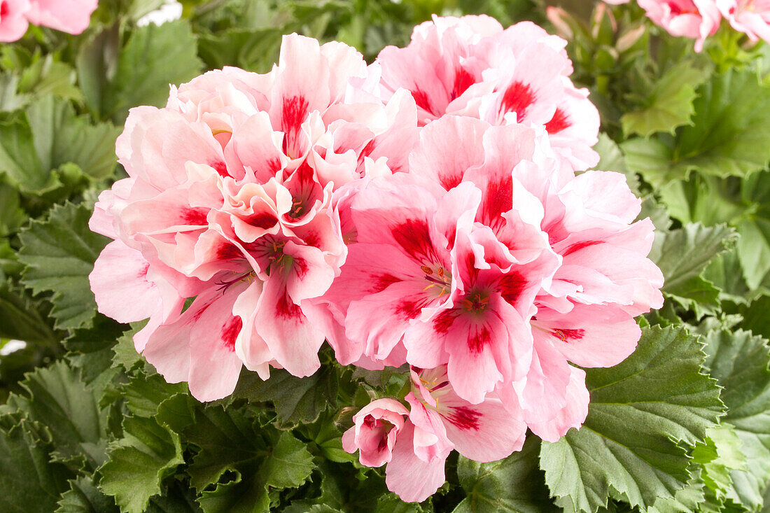 Pelargonium grandiflorum, pink