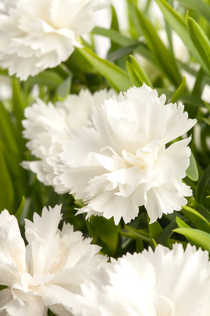 Dianthus caryophyllus