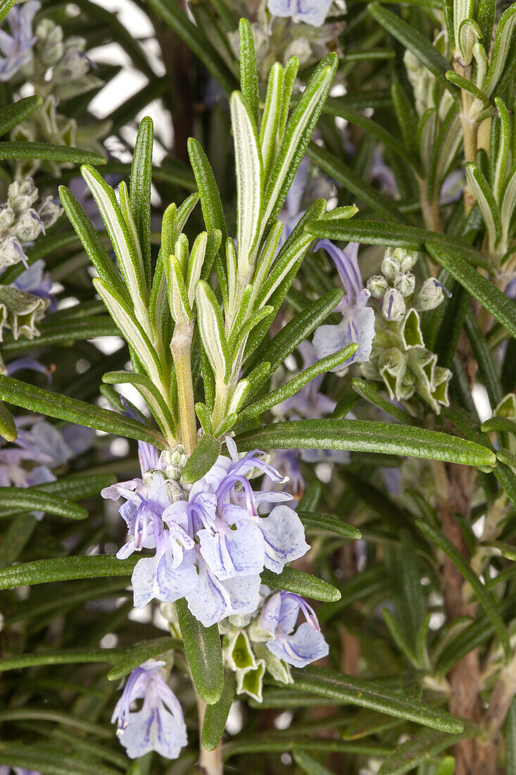 Rosmarinus officinalis