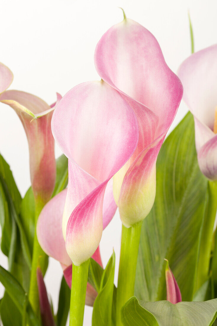 Zantedeschia aethiopica