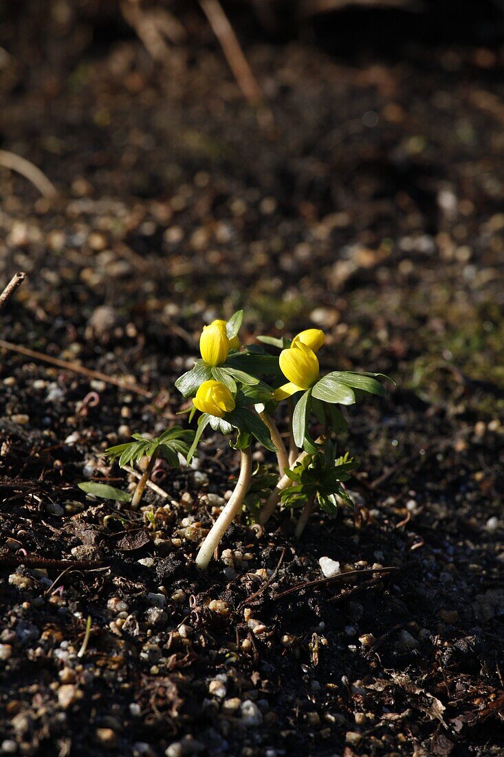 Eranthis hyemalis