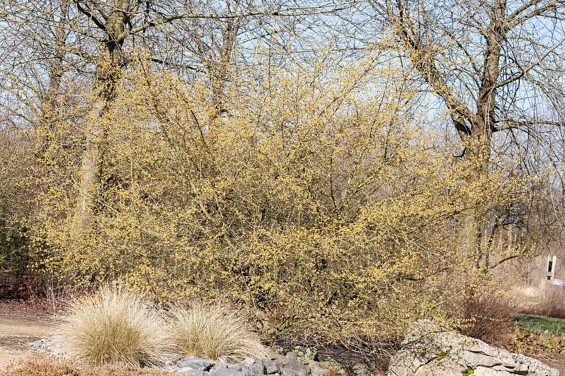 Cornus mas 'Tricolor'