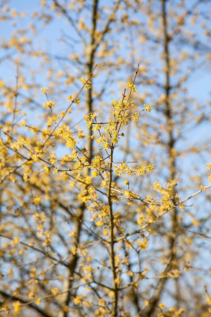 Cornus mas 'Tricolor'