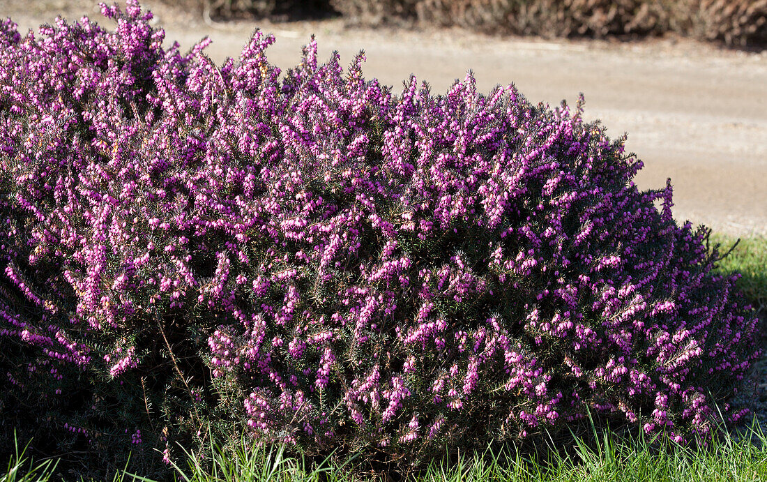 Erica darleyensis 'Rubina'(s)