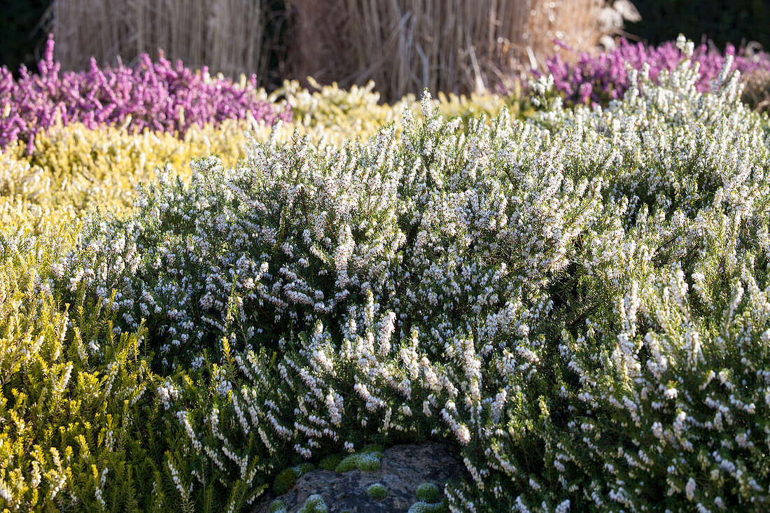 Erica darleyensis 'White Perfection'