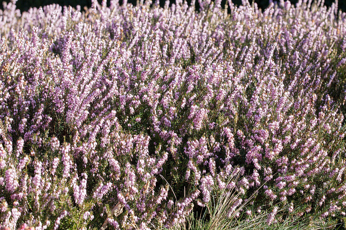 Erica darleyensis 'Darley Dale'