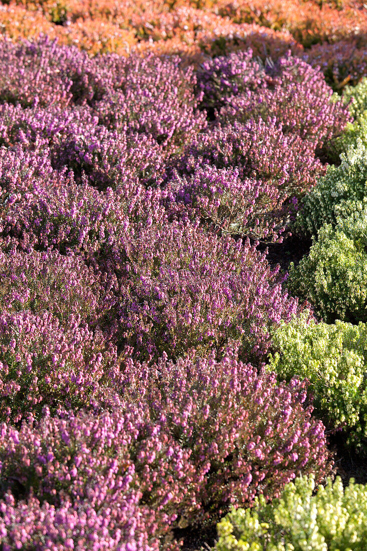 Erica carnea 'Mojave'