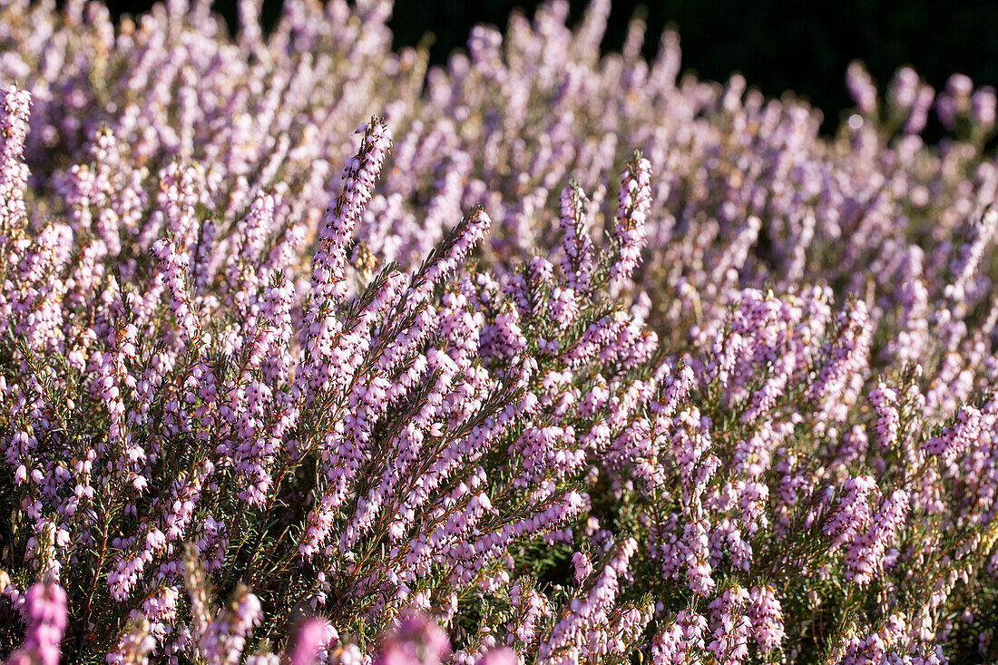 Erica darleyensis 'Darley Dale'