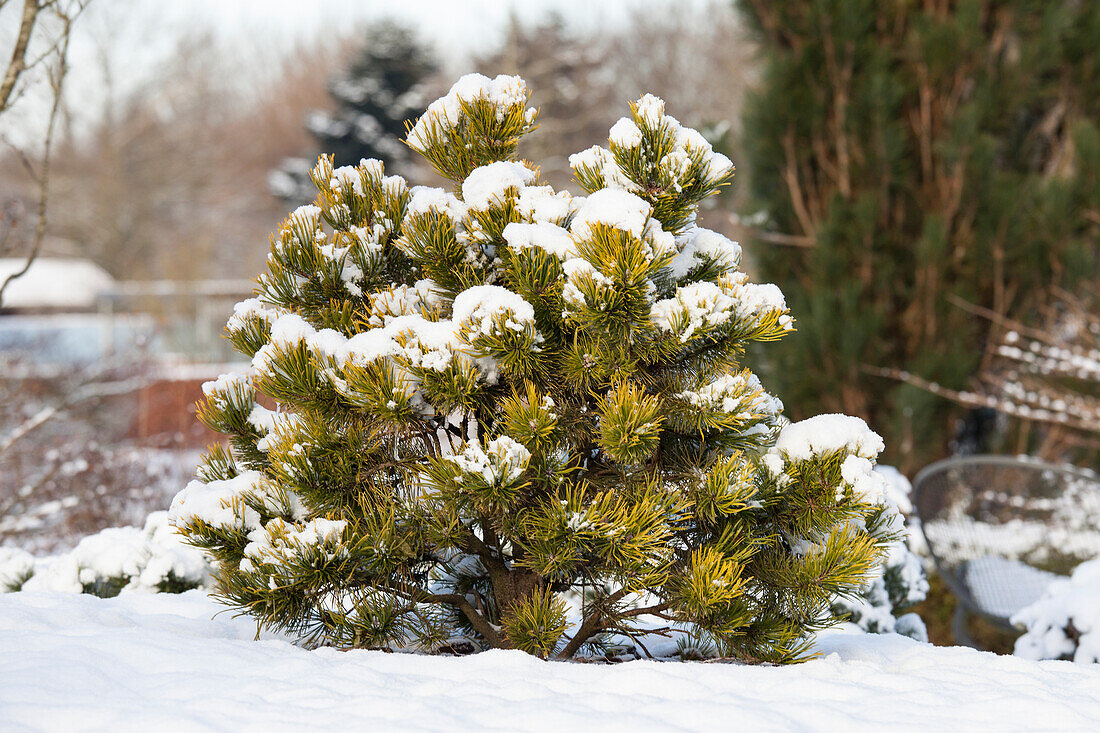 Pinus mugo