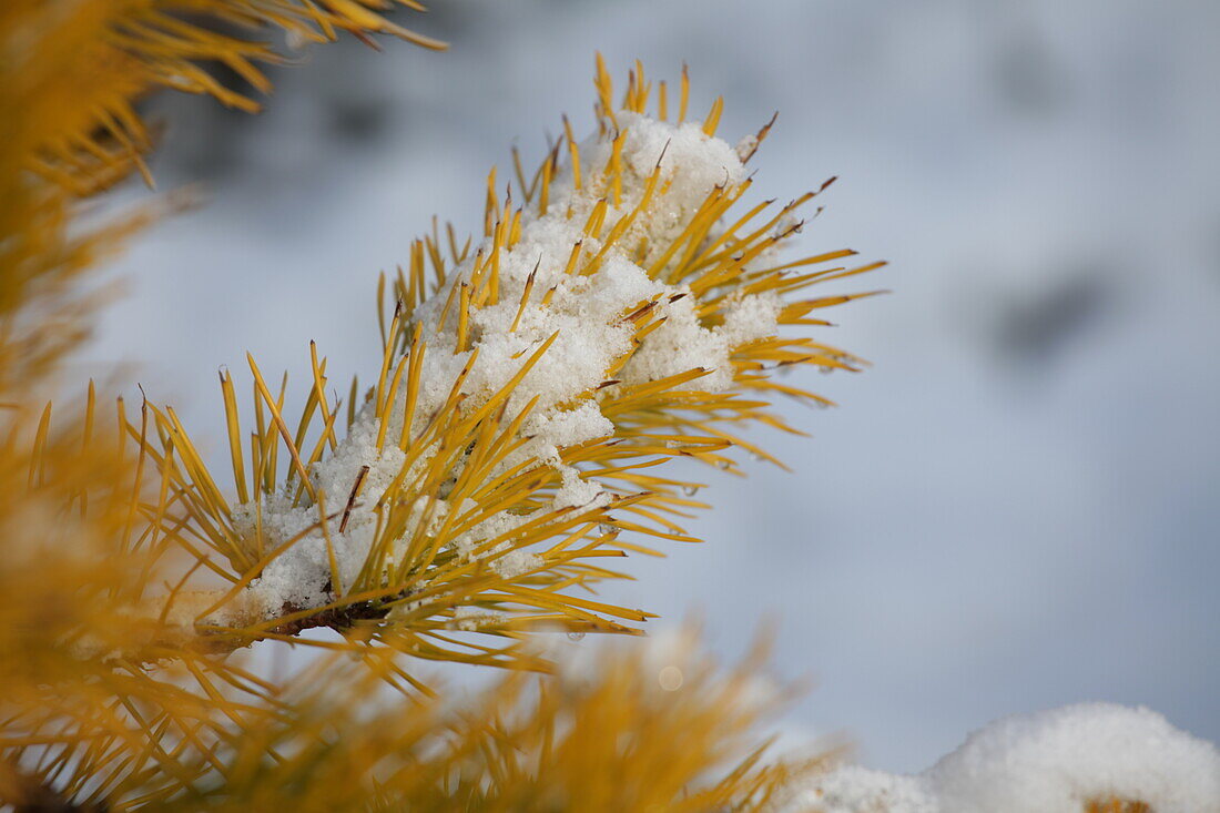 Pinus contorta 'Chief Joseph' schneebedeckt