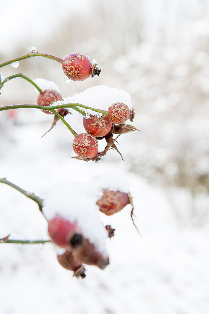 Rosa canina