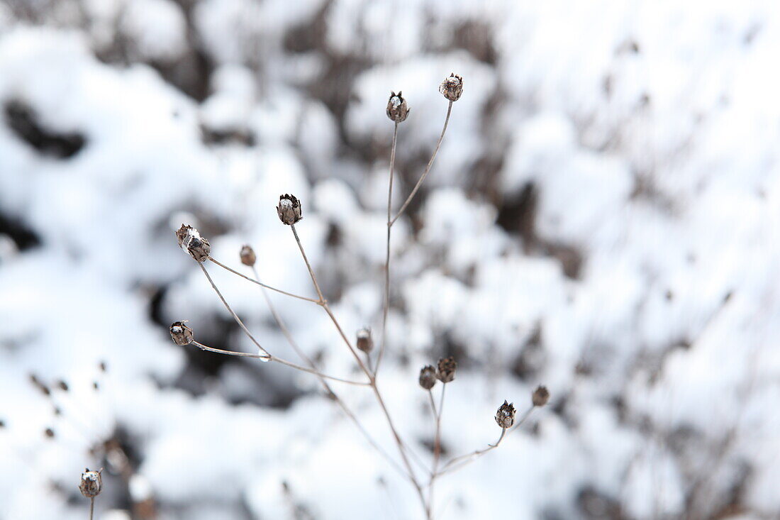 Mountain Stonewort 'Berggold' snow covered