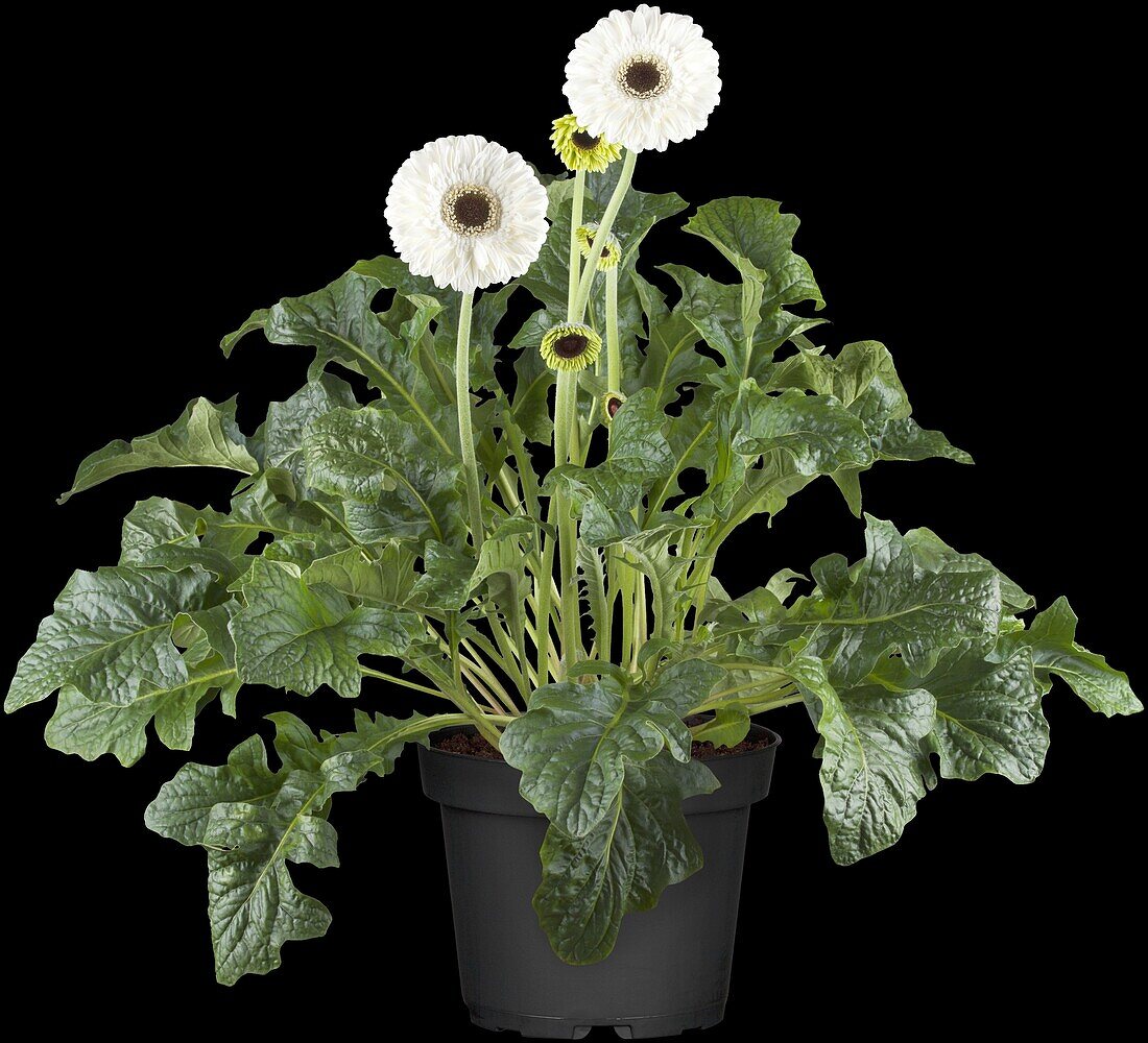 Gerbera, white